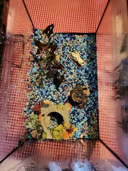 Photo of free Fish tank (Oswestry SY11) #3