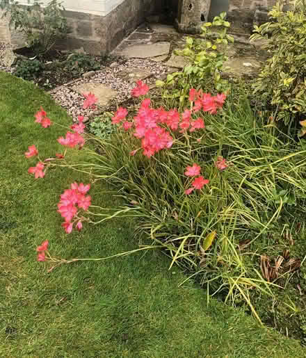Photo of free Red flowers (Pannal HG3) #1