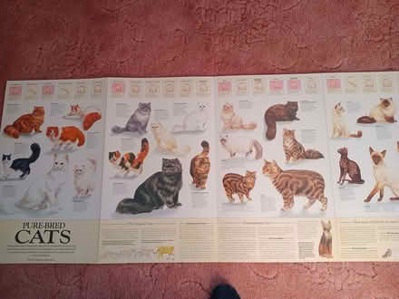 Photo of free Cat book (Eastbourne BN20) #2