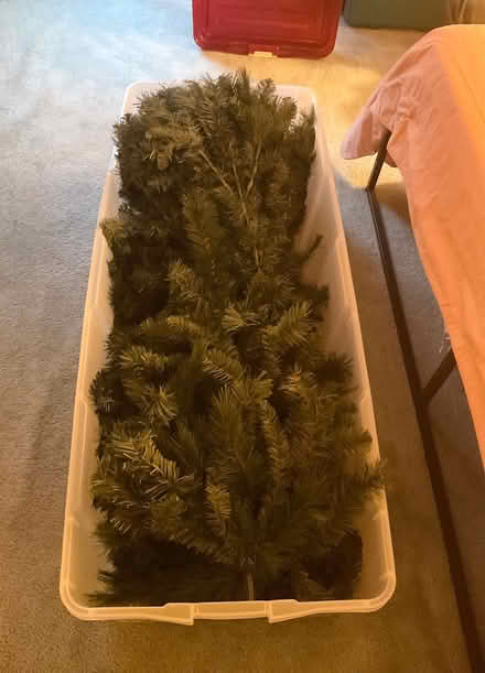 Photo of free Christmas tree (Wonderland Hill, Boulder) #1