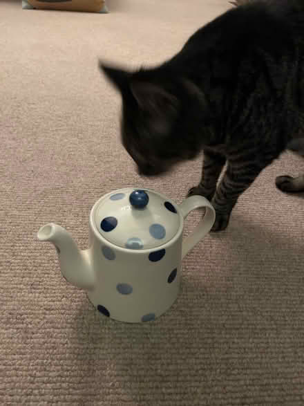 Photo of free Small teapot (Brixton SW9) #1