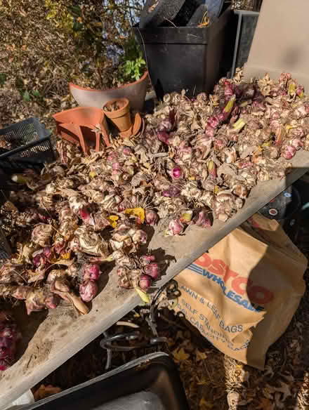 Photo of free Canna bulbs (North Farmington Hills) #1