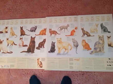 Photo of free Cat book (Eastbourne BN20) #3