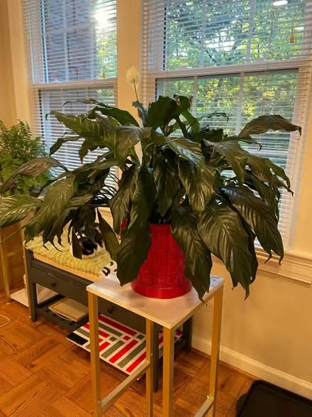 Photo of free Big, healthy peace lily plant (South Arlington) #1