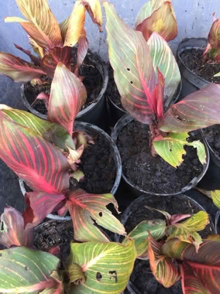 Photo of free Canna (Tunbridge Wells S. TN2) #1