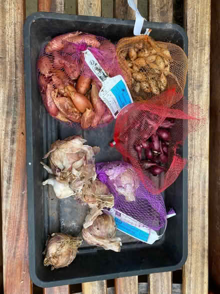 Photo of free Autumn-planting garlic, shallots and onion sets (Formby L37) #1