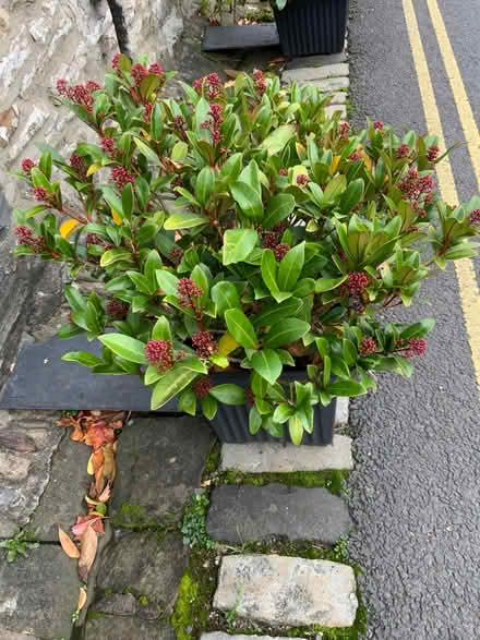 Photo of free Two Skimmia shrubs (Kirkby Lonsdale LA6) #2