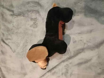 Photo of free Teddy bear sausage dog (SW6) #1