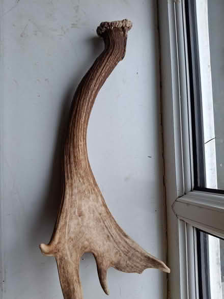 Photo of free Deer antler (Harold Hill RM3) #1