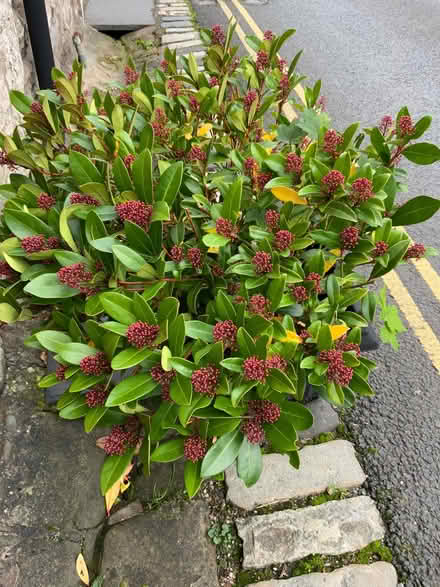Photo of free Two Skimmia shrubs (Kirkby Lonsdale LA6) #1