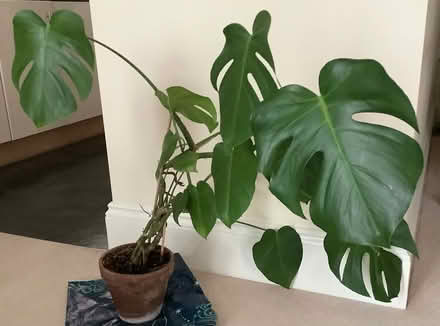 Photo of free Cheese plant (Malvern Wells WR14) #1