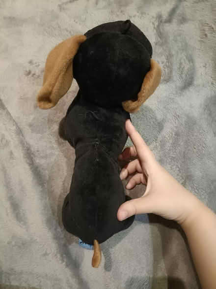 Photo of free Teddy bear sausage dog (SW6) #3