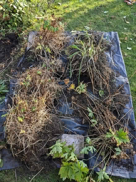 Photo of free Garden plants (Edinburgh EH7) #1