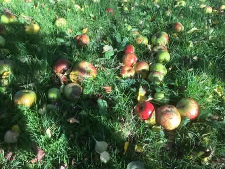 Photo of free Apples (Pembridge HR6) #1