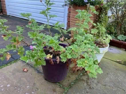 Photo of free Scented Pelargonium "Attar of Roses" x 2 (Eccleston PR7) #2
