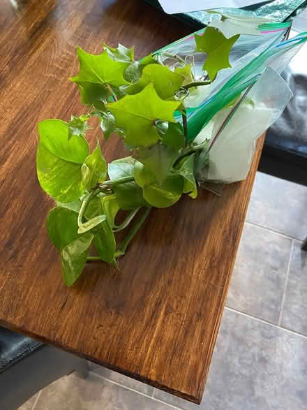 Photo of free Aloe, cuttings, pots (Shades Mill, Cambridge) #2