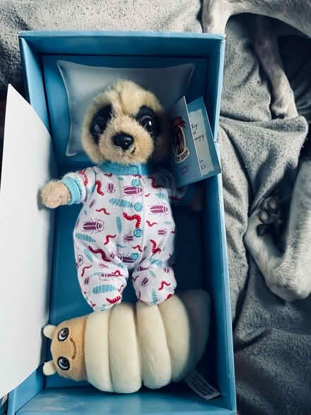 Photo of free meerkat teddies (Loughborough LE11) #4