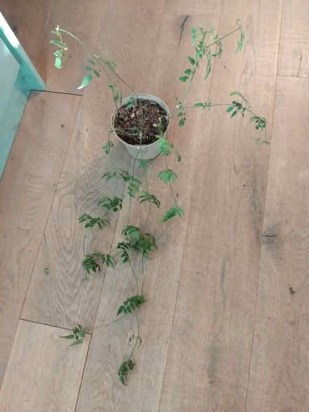 Photo of free Jasmine houseplant (Ingol PR2) #1
