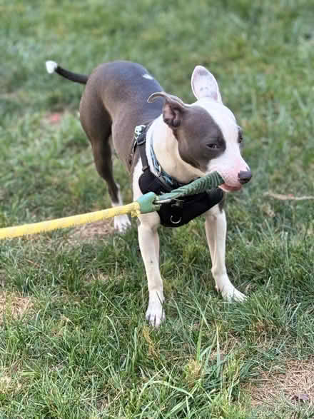 Photo of Dog stuff (Alexandria VA) #1