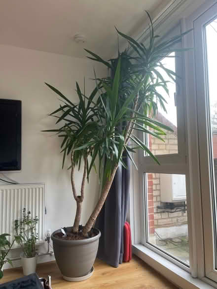 Photo of free Over 10y.o. Yucca (NW6) #1
