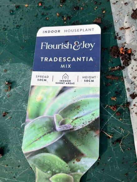 Photo of free Tradescantia plant 🪴 (Waddon) #2