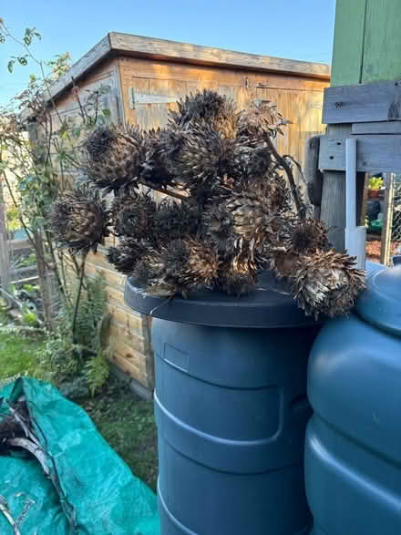 Photo of free Dried cardoon flowers (Leith EH6) #1