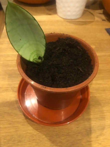 Photo of free Plant (Barnard's Green WR14) #1