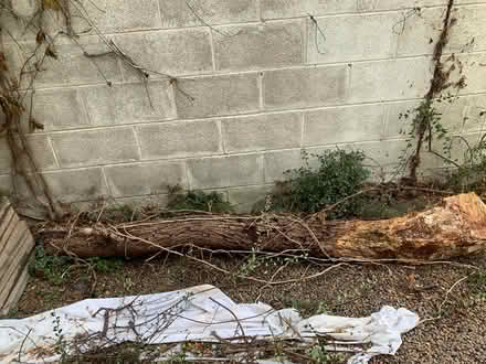 Photo of free Tree trunks x 2 (Stillorgan Dublin) #1