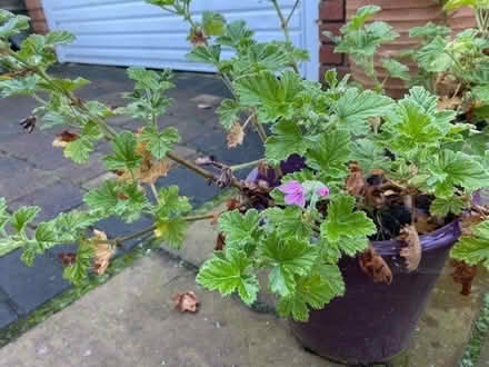 Photo of free Scented Pelargonium "Attar of Roses" x 2 (Eccleston PR7) #1