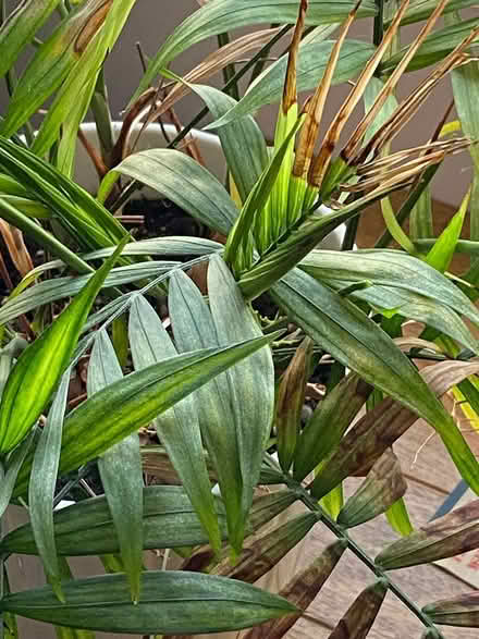 Photo of free Houseplant In Ceramic Pot (Warminster BA12) #2