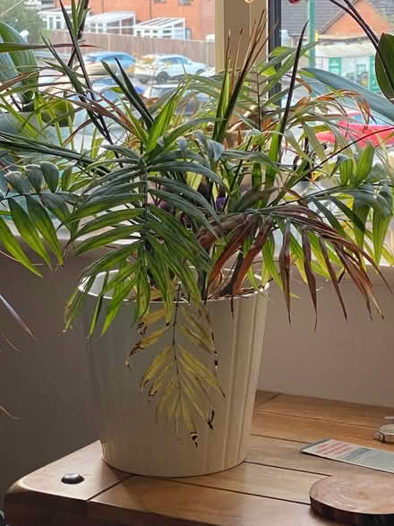 Photo of free Houseplant In Ceramic Pot (Warminster BA12) #1