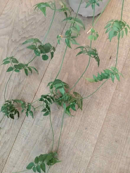 Photo of free Jasmine houseplant (Ingol PR2) #2