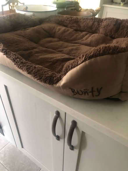 Photo of free Dog basket large (Ware SG12) #2