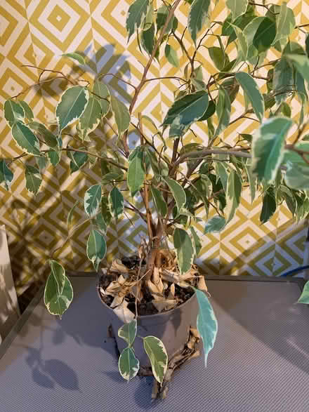 Photo of free House plant (Coventry CV6) #1