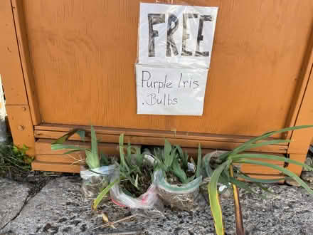 Photo of free Purple, Iris Bulbs (St. Louis-Southampton) #1