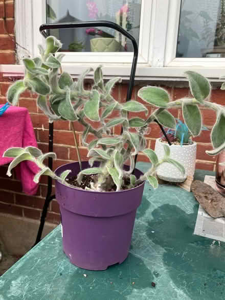 Photo of free Tradescantia plant 🪴 (Waddon) #1