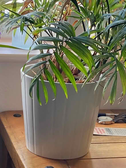 Photo of free Houseplant In Ceramic Pot (Warminster BA12) #3