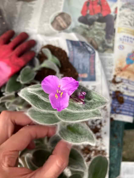 Photo of free Tradescantia plant 🪴 (Waddon) #3