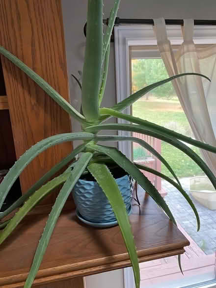 Photo of free Aloe, cuttings, pots (Shades Mill, Cambridge) #1