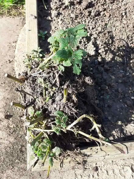 Photo of free Lemon Balm Plant (Bishops Cleeve GL52) #1