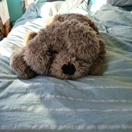 Photo of free Toy dog (Raynes Park SW20) #1