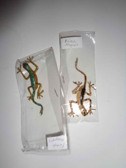 Photo of free Lizard fridge magnets (ME13) #1