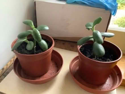 Photo of free Money plant babies Crassula Ovata (East Law DH8) #1