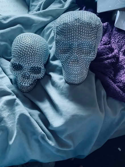 Photo of free decorative skulls (Loughborough LE11) #2