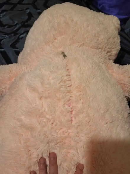 Photo of free Large Teddy (South Wingfield DE55) #2