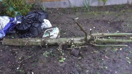 Photo of free logs (St Albans AL4) #1