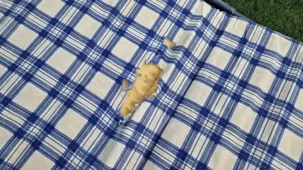 Photo of free Portable Guest Bed (adult) (Orpington) #4