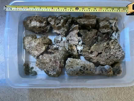 Photo of free Live Rock - for a saltwater aquarium (Hertford SG14) #4