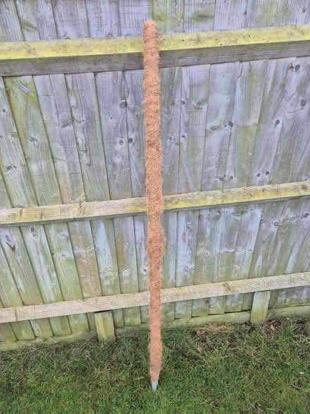 Photo of free Moss pole for plants (Didcot, OX11) #1