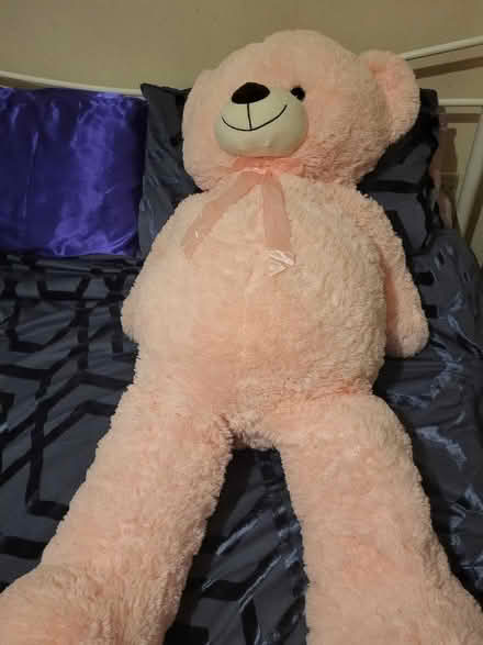 Photo of free Large Teddy (South Wingfield DE55) #1